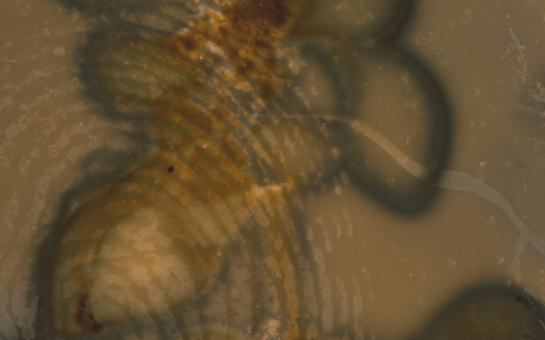 A sepia brown, abstract image. The image is a chemical reaction of various plants to create a photographic emulsion.