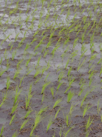 colectivo amasijo A series of bio-matter, namely thin plants, are arranged and scanned against a sepia-toned background. These backgrounds faintly portray various archival photographs.